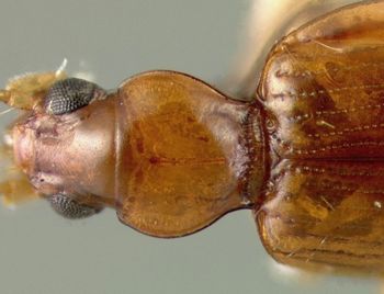 Media type: image;   Entomology 32153 Aspect: pronotum dorsal